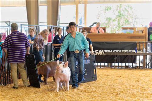 hog show