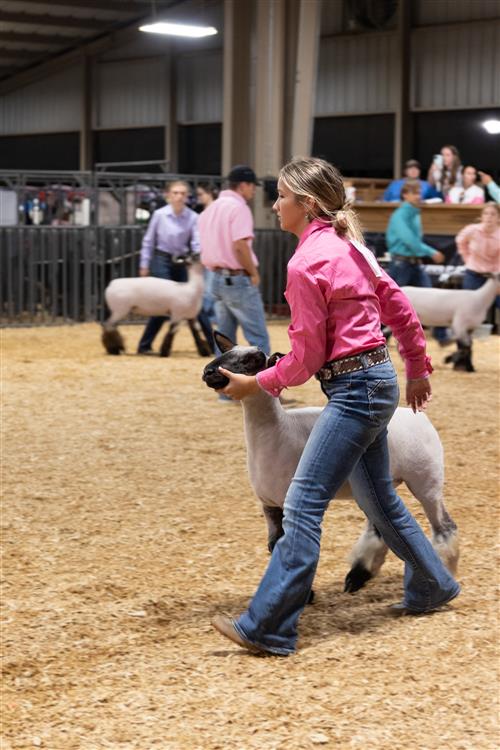 lamb show